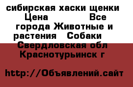 сибирская хаски щенки › Цена ­ 10 000 - Все города Животные и растения » Собаки   . Свердловская обл.,Краснотурьинск г.